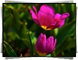 Różowe, Tulipany
