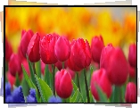 Różowe, Tulipany