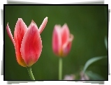 Różowe, Tulipany