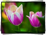 Różowe, Tulipany