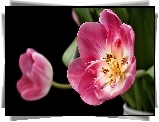 Różowe, Tulipany