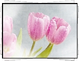 Różowe, Tulipany
