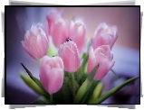 Różowe, Tulipany