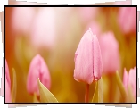 Różowe, Tulipany