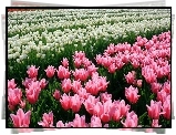 Tulipany, Różowe, Białe