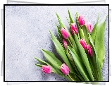 Różowo-białe, Tulipany, Jasne tło