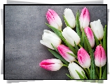 Tulipany, Różowo-Białe