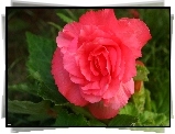 Begonia, Różowy, Kwiat