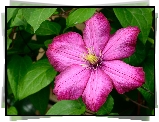 Różowy, Clematis