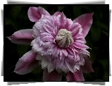 Różowy, Clematis