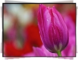 Różowy, Tulipan, Krople, Rosy