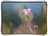 Kwiat, Różowy, Bokeh