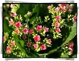 Kwiat, Różowy, Kalanchoe