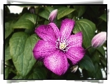 Kwiaty, Różowy, Clematis