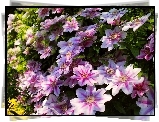 Kwity, Różowy, Clematis