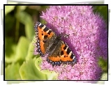 Motyl, Rusałka pokrzywnik, Różowy, Kwiat