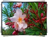 Różowy, Oleander