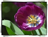 Różowy, Tulipan