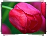 Różowy, Tulipan