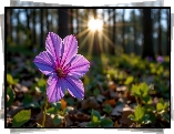 Rozświetlony, Fioletowy, Kwiat