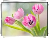 Różowe, Rozwinięte, Tulipany