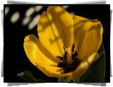 Rozwinięty, Żółty, Tulipan, Zbliżenie