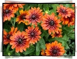 Rudbekia