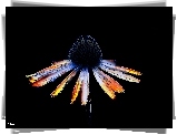 Kwiat, Rudbekia, Grafika