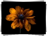 Kwiat, Rudbekia, Zbliżenie