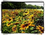 Kwiaty, Rudbekia, Łąka