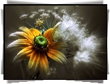 Rudbekia, Białe, Kwiaty, Makro