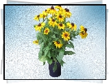 Kwiaty, Rudbekia, Bukiet