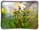 Kwiaty, Rudbekia, Grafika