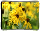 Rudbekia naga, Kwiaty, Żółte