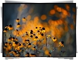 Żółte, Kwiaty, Rudbekia, Blask