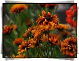 Kwiaty, Rudbekia, Owad