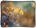 Kwiaty, Rudbekia, Rozmycie