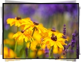 Kwiaty, Rudbekia, Zbliżenie