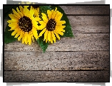 Rudbekia, Liście