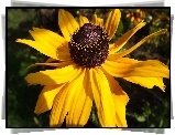 Rudbekia, Żółta