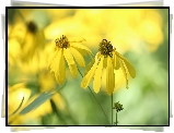 Rudbekia naga, Dwa, Żółte, Kwiaty