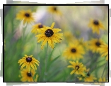 Żółte, Rudbekia, Kwiaty
