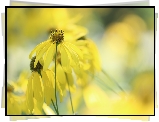 Rudbekia naga, Żółte, Kwiatki