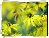 Rudbekia Naga, Żółte, Kwiaty