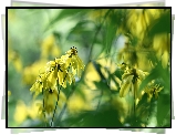 Rudbekia naga, Żółte, Kwiaty