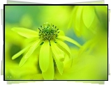 Rudbekia Naga, Żółte, Kwiaty