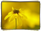 Rudbekia Naga, Żółty, Kwiat