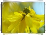 Rudbekia Naga, Żółty, Kwiat