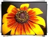 Rudbekia, Dwubarwne, Płatki, Kwiat