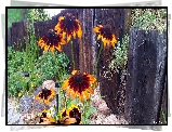 Rudbekia, Kamienie, Płot, Rośliny